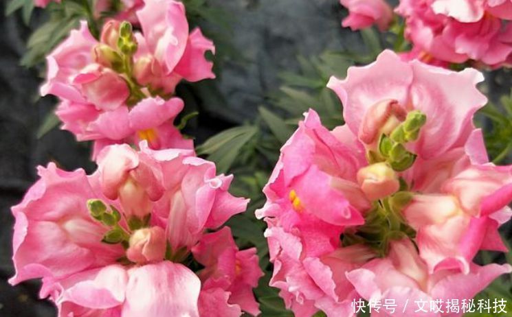 旺宅|家养“4种花”,招财、旺宅好兆头,财源滚滚来,还很好养