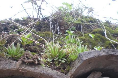 『瓦松』1种植物,叫“墙不倒”,能镇宅,是家中的房神