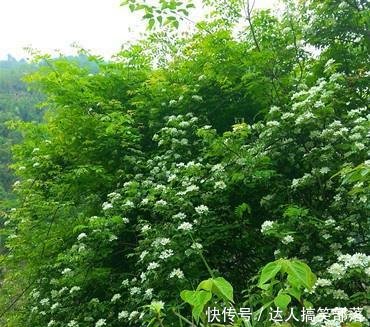 农村这些叫不出名的野草，殊不知，这么珍贵