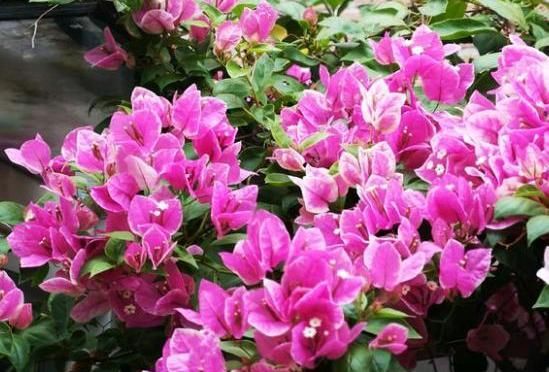  「三角梅」养三角梅,记住这几点,花芽不断冒,全年开花不间断,一茬接一茬