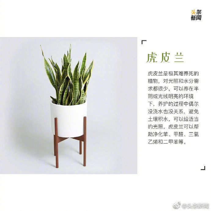  绿植：9种最宜家养的绿植 让你的家里春色满满