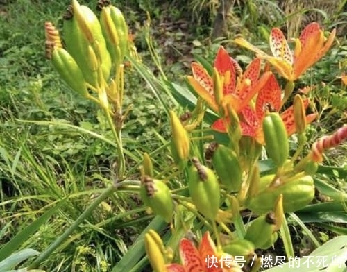 人称■山坡下的1种“野草”,人称“乌扇”,挖回家养,比月季美,珍贵