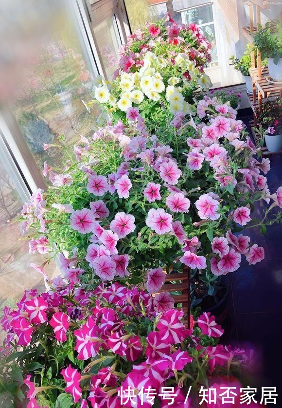  [便宜货]几种便宜货，5块钱买一盆，养在家爆炸式的开花，阳台变花海