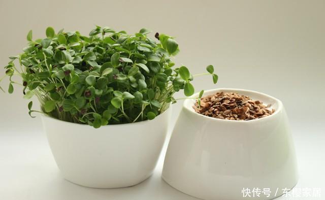 种子|香椿芽太贵,种点香椿苗,半月吃一茬,随吃随种,特方便