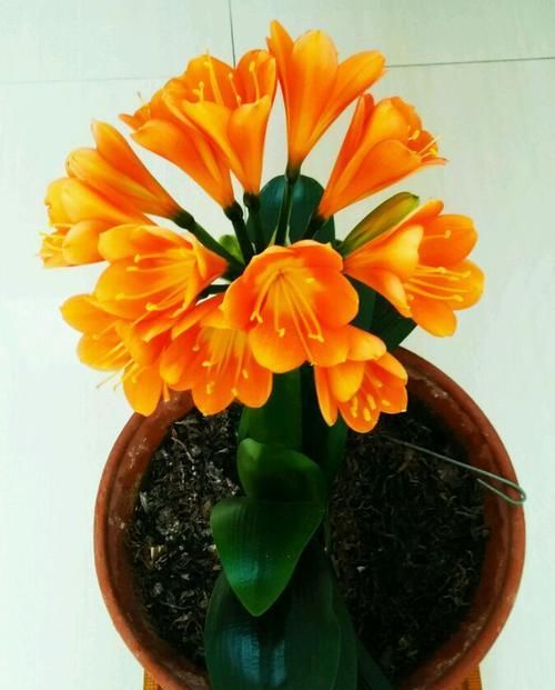  「观叶」室内养花，4种花必备，好看好养，观花观叶全了！