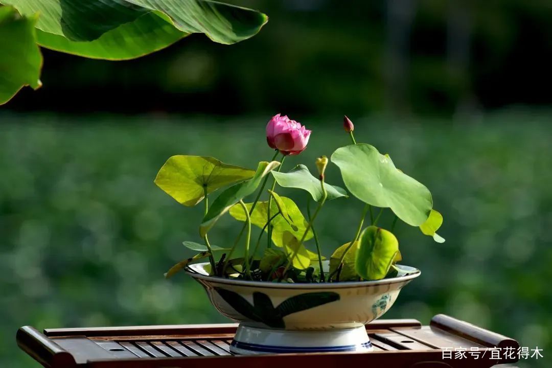  【何在】碗莲为何不开花？原因何在？如何选购和栽培？