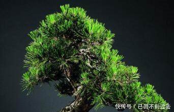 观赏性高的盆景良才，曾被抬价千万，现已走入寻常百姓家！