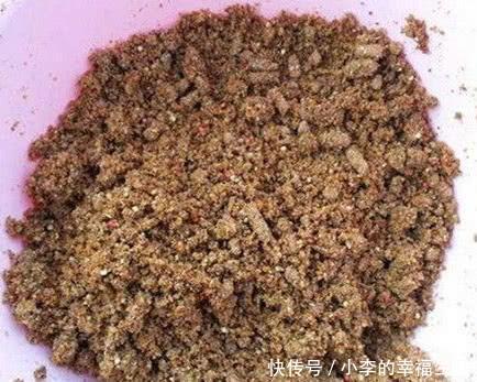 如何在夏天钓鱼用对鱼饵是很重要的,网友:蚯蚓