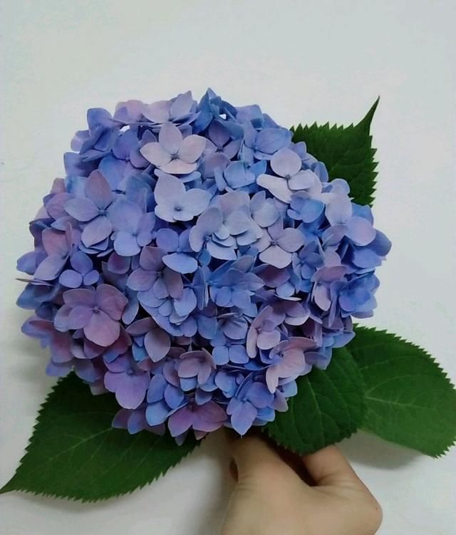  「还要」喜肥的绣球花该怎么施肥？用错肥比不施肥还要可怕，容易烧苗枯苞
