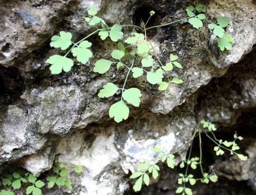 「悬崖边」1种浓绿的“野草”,人称“岩黄连”,紧贴在岩石上生长,珍贵!