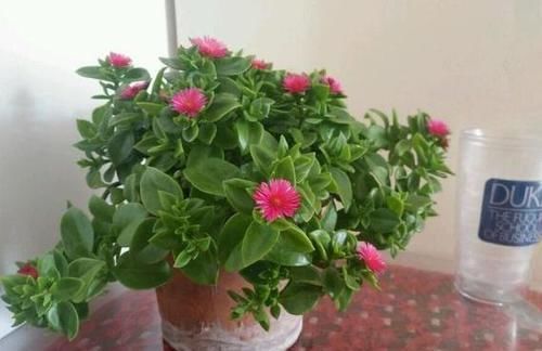 『栽养护』这种吊兰漂亮又好养,一年开花200天,还能当菜吃,清脆又爽口