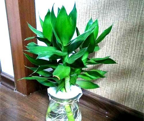  #适合#适合水培的4种“花”，叶片绿油油，好养又耐看，室内值得养一盆
