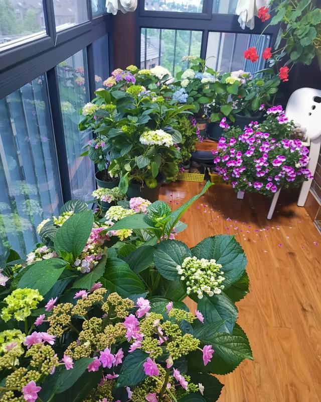  #图片作者#有一颗爱花的心，就算只有个封闭小阳台，也能养出一片花海！