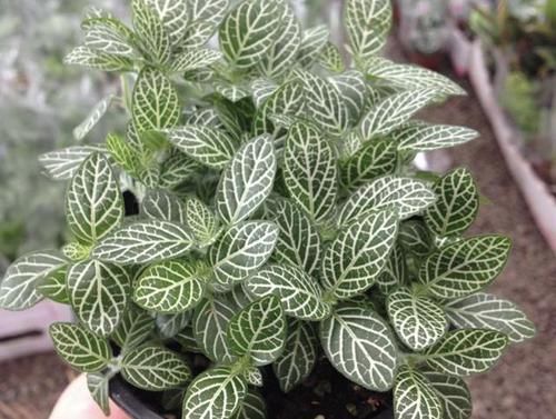  家里■2种“观叶植物”，比绿萝、吊兰都美，往家里放2盆，能观赏！