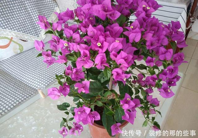 『棵三角』花市买的三角梅,春天换盆时发现塑料袋,想挽救很难了