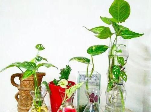  『过程中』水培花草植物该注意哪些细节？明确3个条件，养一盆旺一盆