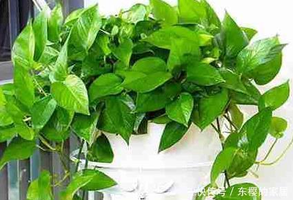 随便■这三种绿植买回来随便养都能蹭蹭长不停,真是新手必备