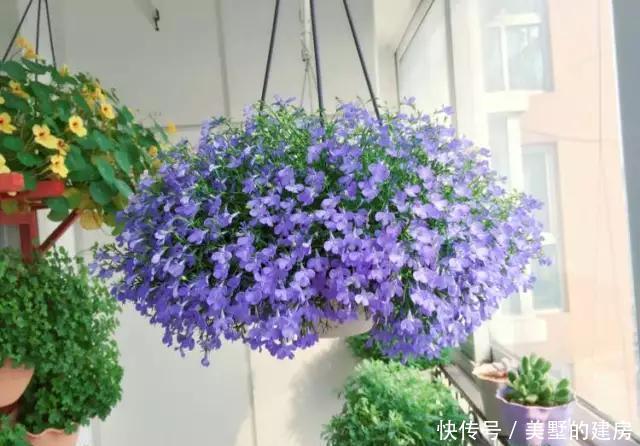 「蓝花」六倍利开出一片清爽靓丽的蓝花,长得快又好养,易开花爆盆