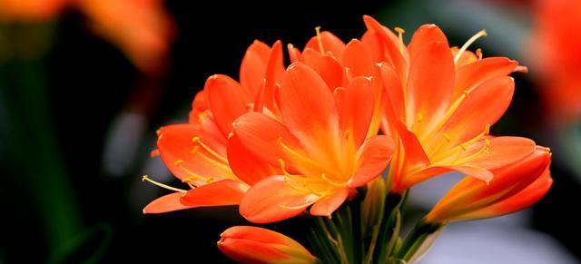 『观叶』3种花好养又漂亮,颜色丰富花量大,观叶又赏花,观赏价值非常高