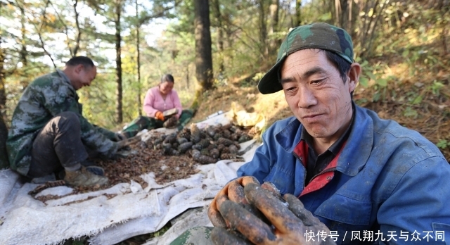  产地■产地收购价大涨，逼近45元，连年供不应求，农民：有多少