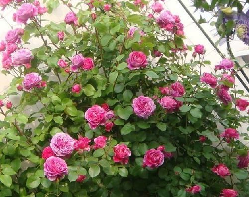 「值得」这四款花卉,漂亮不输玫瑰,全年都开花,好养易活,值得栽培!