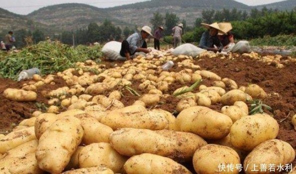  中国人|中国人化废为宝，在这片荒芜的沙漠种土豆，还收获了1万