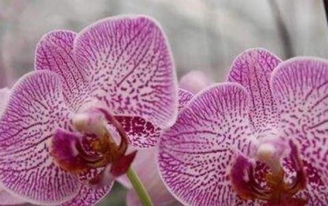  『蝴蝶兰』“2种”蝴蝶兰养家中，一花有“多色”、花朵大又艳，花开爆满盆