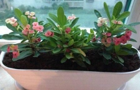  【紫鸭跖草】这五种花适合佛系的人养，基本上不用管理