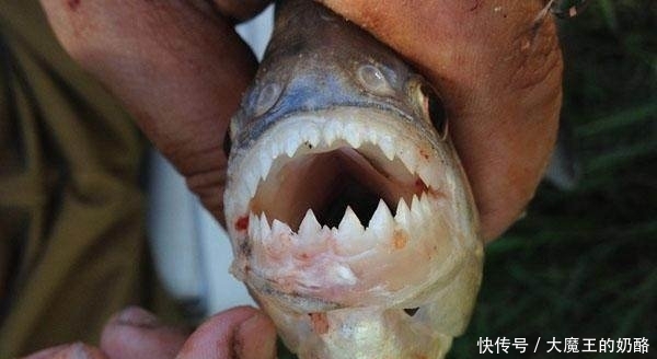  『黄金河虎』钓鱼在阿根廷食人鱼泛滥成灾，味道竟如此鲜美！
