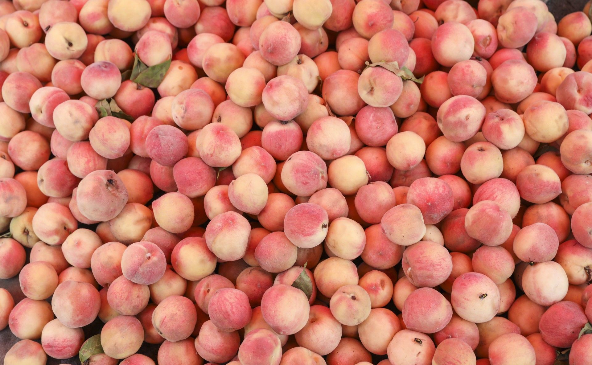 37度高温，70岁农村老人汗流浃背，农村大集一元二斤卖不掉