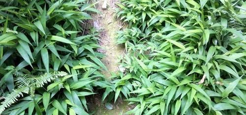  价值：农村常见“竹叶草”，珍贵价值大，一斤10元，农民种植一亩赚3万