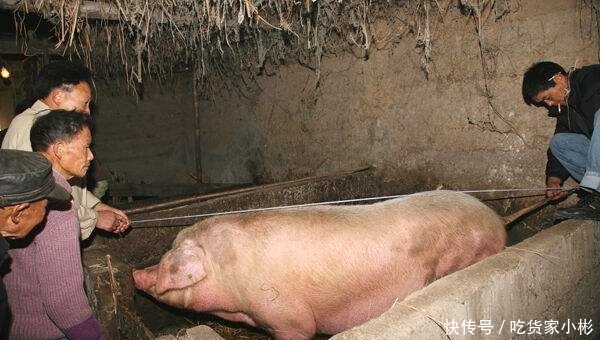  猪肉价格@100斤的生猪能宰多少斤的猪肉？农村小伙告诉你真实答