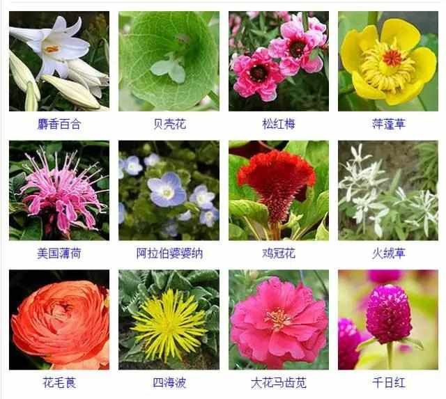  【品种】400种 · 观花植物品种大全，值得收藏