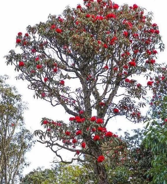 三月和四月，正是赏花季节：推荐贵州6个绝佳的杜鹃花观赏地