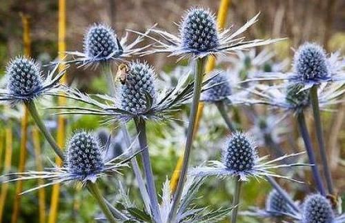  【轻松】家里养这几款花，轻松开爆盆，花苞蹭蹭长，花大色艳惹人爱