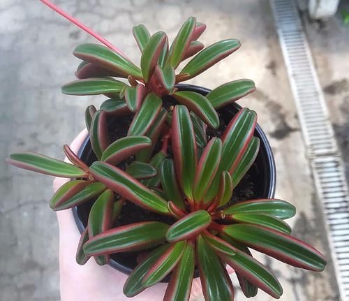  「矮小」这些小清新的微型盆栽，植株矮小，还特别耐阴，适合养在桌面上
