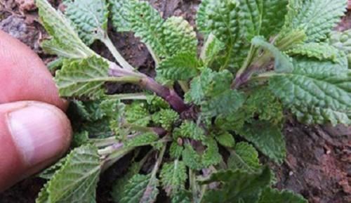  「杂草」农村常见的野草，过去被农民当杂草锄掉，如今却是清热