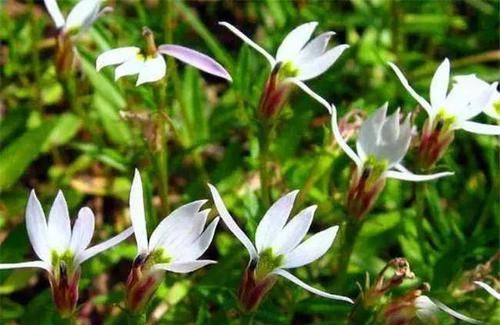 【消肿止痛】一种奇特的“半边花”,农民用它来驱蚊,对消肿止痛有帮助