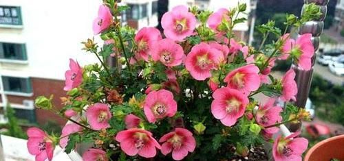  #合适#它是缩小版的木槿花，每天都开花，性价比高，自己养送人都合适