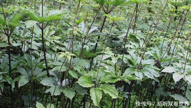  【远离】农民“骗局”再次来袭！特别是这3类“挣钱”的项目，要