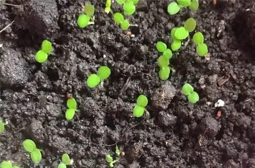  「增加光照」这水果太贵了，吃完留下核，还能种盆栽！