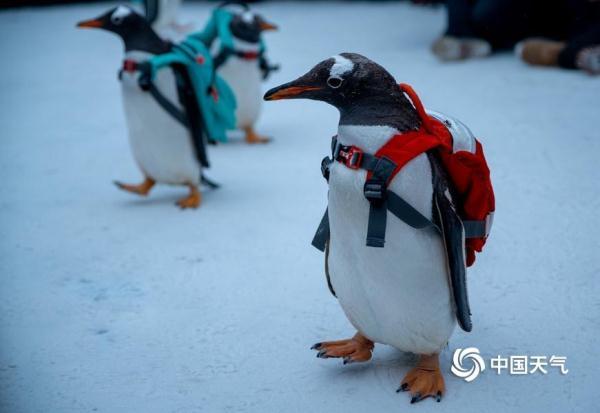 哈尔滨：可爱企鹅亮相冰雪大世界 萌翻全场