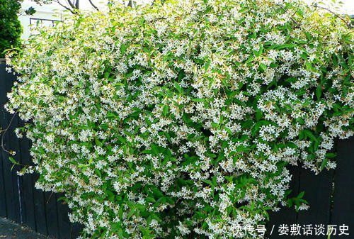  [花开花]此花开花量大，清新秀丽，阳台养一盆，开出一片花海！