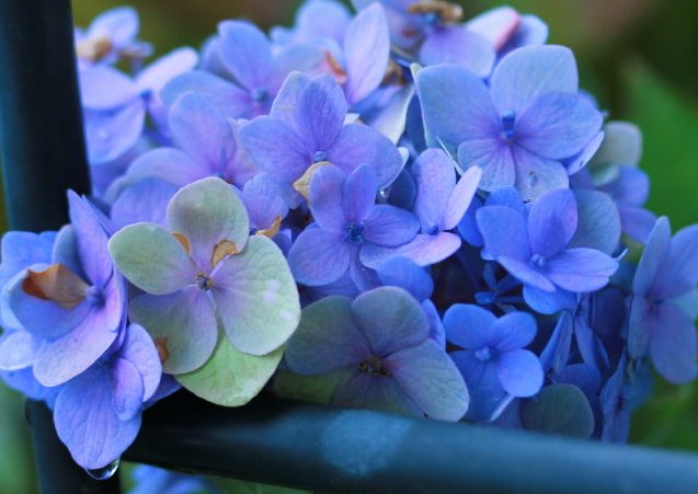  迷人眼■这些小菊花，在家一养，开花爆成花海，越看越美，花朵烂漫迷人眼