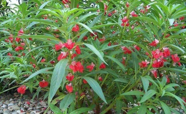  『凤仙花』凤仙花总是不开花？做好这几点，让花朵开满枝头！