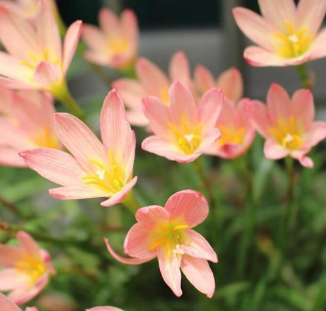 『耐热』1种“小兰花”,耐热耐寒又耐旱,开花多花朵美,一盆开花100朵!
