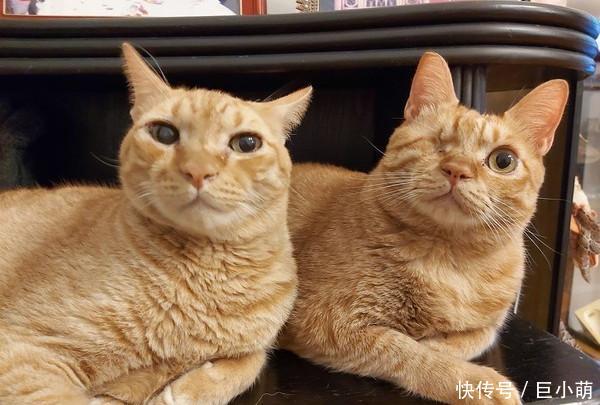 「主人」主人给6公斤猫咪画像,主人把它画成四方形,但却和猫咪非常相似