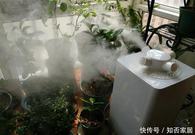  「怕乱」5种花就怕乱浇水，浇得越多，死的越快