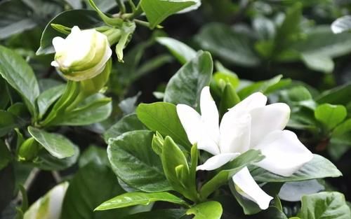  「栀子花」想让栀子花长得旺？做好两件事，顺利开出大白花，人人看了都羡慕