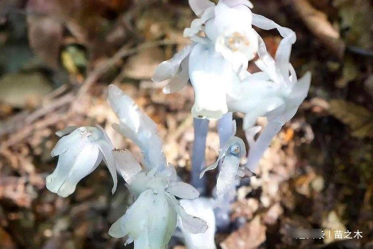  「稀罕」农村一种稀罕野草，只生长在千米以上的高山上，现在像